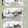 Cat Suction Cup Window Glass Hammock Pet Cat Pets Products - Image 9