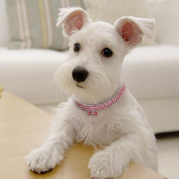 Bling Rhinestone Dog Collar Crystal Puppy Chihuahua Pet Dog Collars Leash For Small Medium Dogs Cats - Image 5