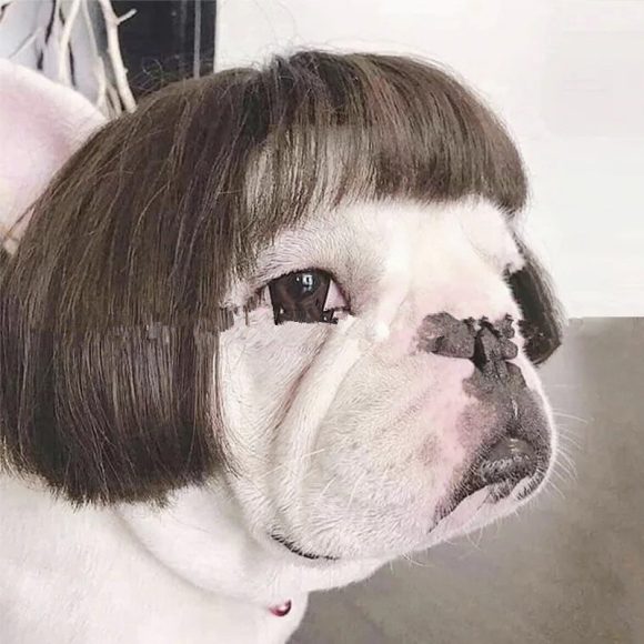 Pet Wig Afro Head Bangs Pigtail - Image 5