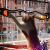 Windowsill Pets Toy Cat Track Ball Pet Products - Image 2