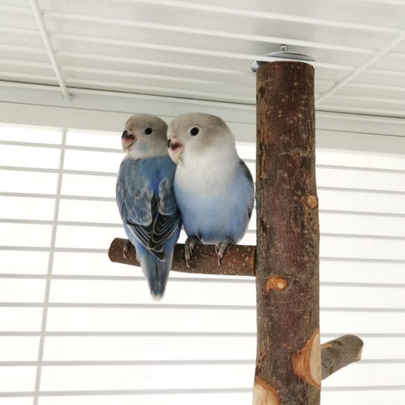 Parrot Bird Wood Stand Pole Toy - Image 7