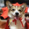 Halloween Pet Costumepet Halloween Cape Vampire King - Image 3
