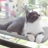 Cat Suction Cup Window Glass Hammock Pet Cat Pets Products - Image 7