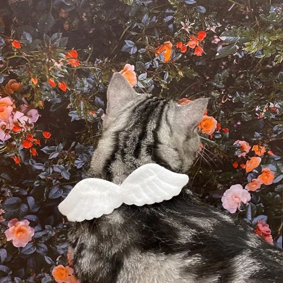 New Cat Specific Pet White Collar Angel Wing Accessories Outdoor Dog Neck Rings Butterfly Tie Supplies Pet Decoration Supplies - Image 4