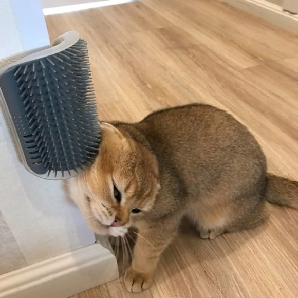 Cat Self-Grooming Brush Pet Wall Rubbing Device - Image 9