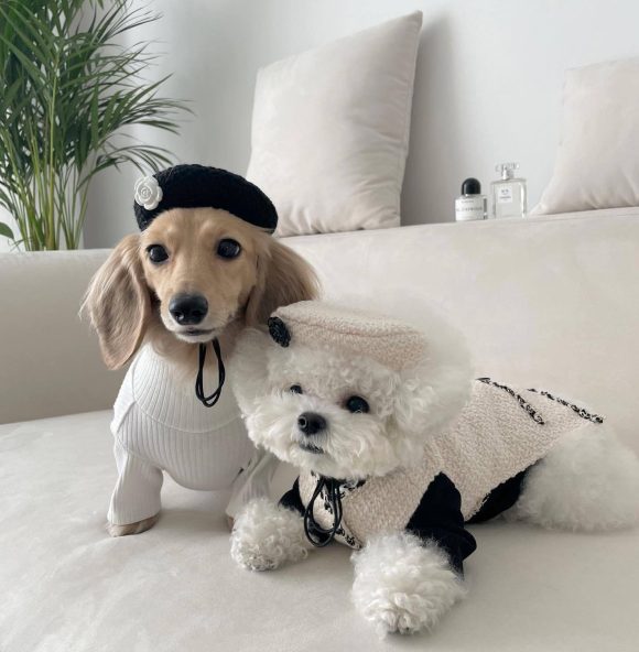 Pet Dog Cat Accessories Knitted Hat - Image 6