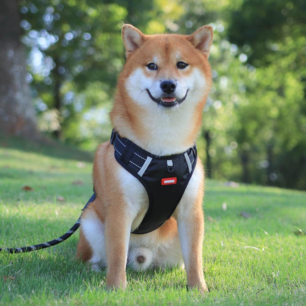 Pet Seat Belts